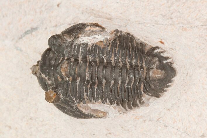 Bargain, Pseudocryphaeus Trilobite - Lghaft, morocco #126915